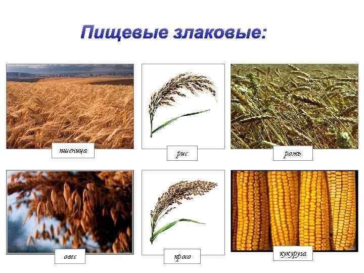 Пищевые злаковые: пшеница овес рис рожь просо кукуруза 