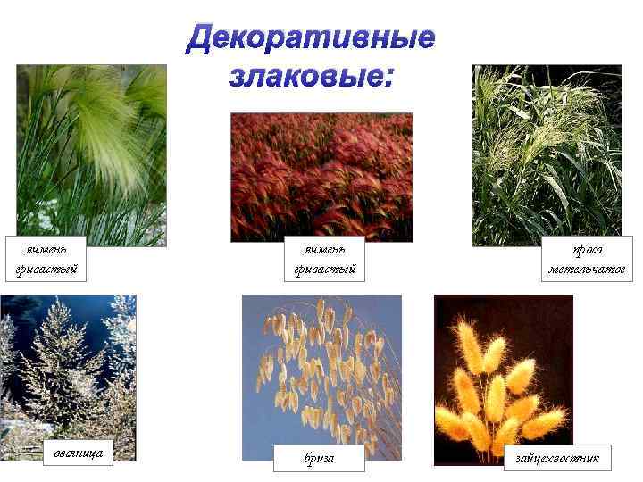 Декоративные злаковые: ячмень гривастый овсяница ячмень гривастый бриза просо метельчатое зайцехвостник 