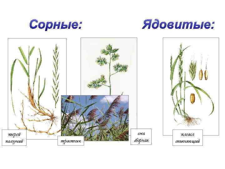 Сорные: пырей ползучий тростник Ядовитые: ежа сборная плевел опьяняющий 