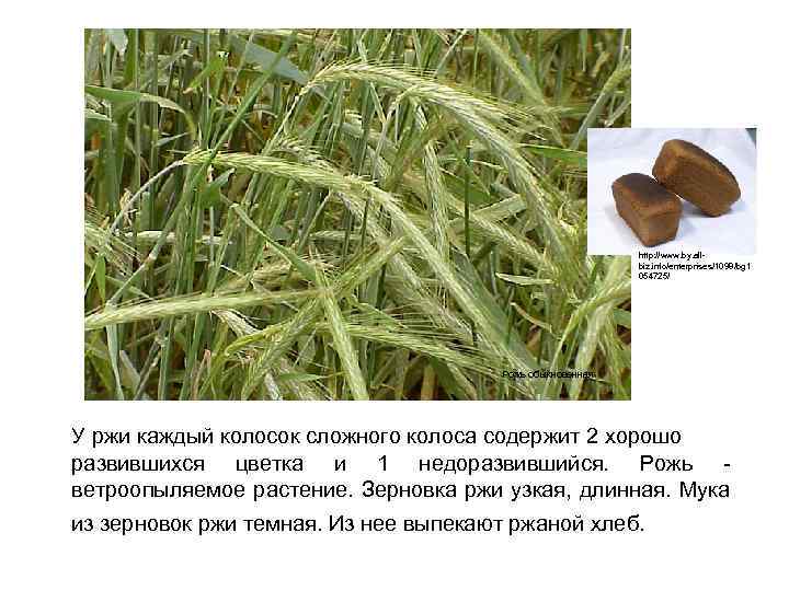 http: //www. by. allbiz. info/enterprises/1098/bg 1 054725/ Рожь обыкновенная У ржи каждый колосок сложного