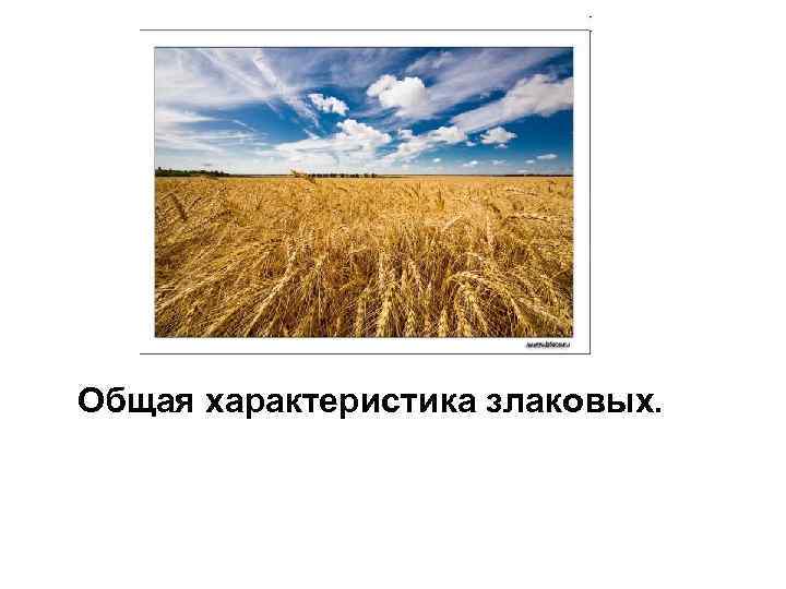 Общая характеристика злаковых. 