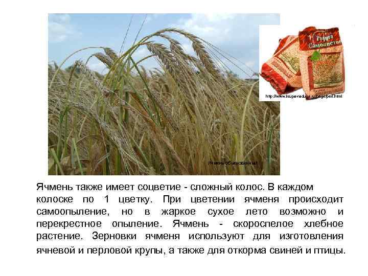 http: //www. krupa-raduga. ru/page/perl. html Ячмень обыкновенный Ячмень также имеет соцветие - сложный колос.