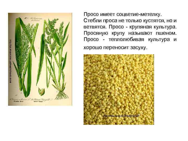 http: //uk. shram. kiev. ua/health/travi 8. shtml Просо имеет соцветие-метелку. Стебли проса не только