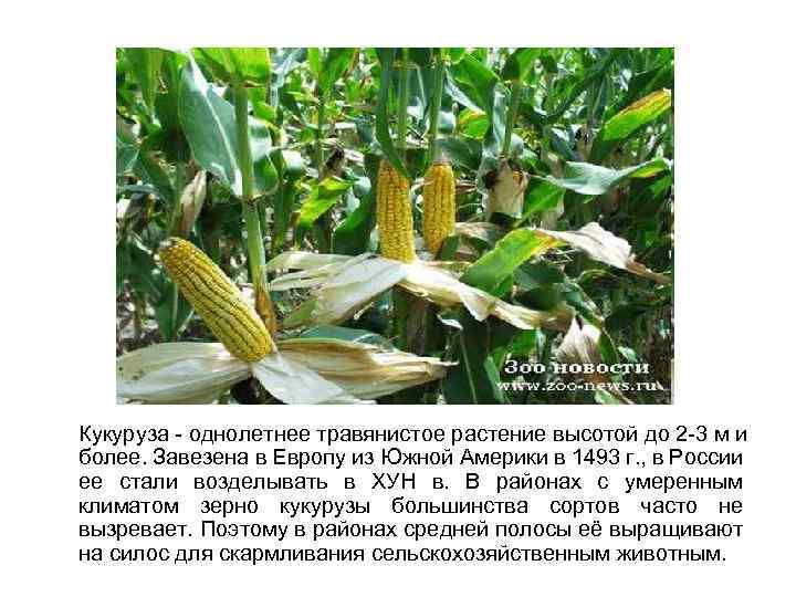 Кукуруза - однолетнее травянистое растение высотой до 2 -3 м и более. Завезена в