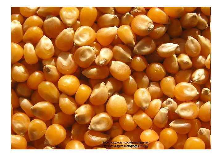 8000. Кукуруза Продовольственная. http: //www. agroru. com/pages/71542/ 