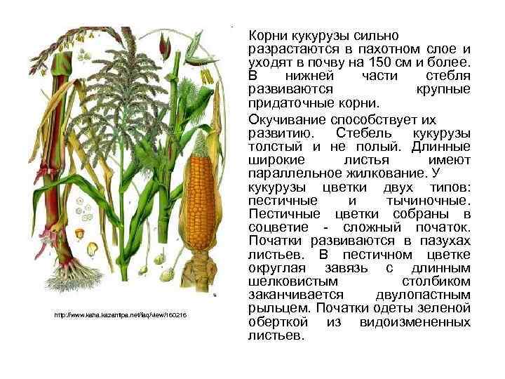 http: //www. kaha. kazantipa. net/faq/view/160216 Корни кукурузы сильно разрастаются в пахотном слое и уходят