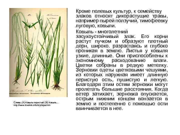 Слева: (A) Ковыль перистый; (B) Ковыль. . . http: //www. tsvetnik. info/dry/stipa. htm Кроме
