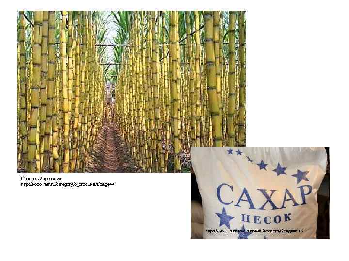 Сахарный тростник. http: //kooolinar. ru/category/o_produktah/page/4/ http: //www. justmedia. ru/news/economy? page=115 