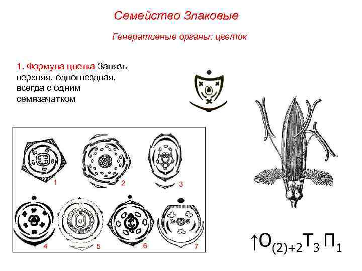 Семейство Злаковые Генеративные органы: цветок 1. Формула цветка Завязь верхняя, одногнездная, всегда с одним