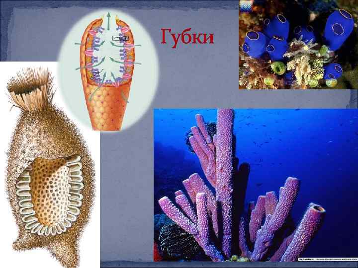 Тип губки. Морские губки Кишечнополостные. Первые многоклеточные организмы губки. Губка многоклеточный организм. Многоклеточные беспозвоночные Тип губки.