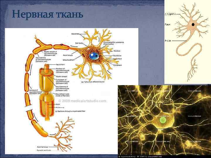 Биология 15