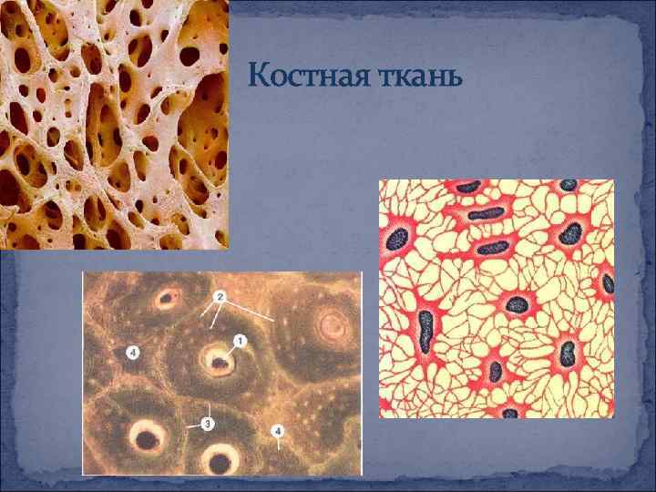 Костная ткань 