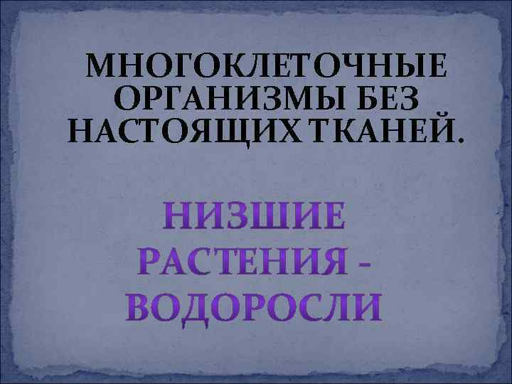 МНОГОКЛЕТОЧНЫЕ ОРГАНИЗМЫ БЕЗ НАСТОЯЩИХ ТКАНЕЙ. 