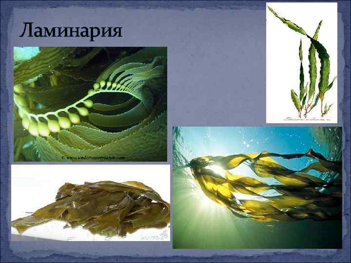 Ламинария 