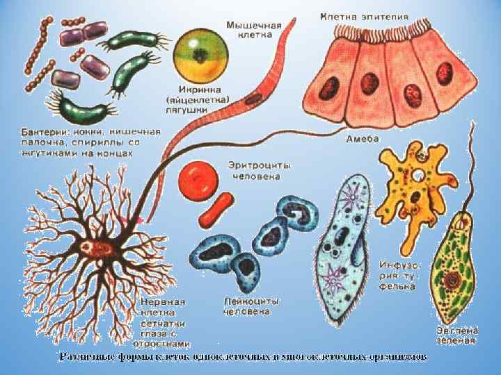 Клеточная теория картинки для презентации