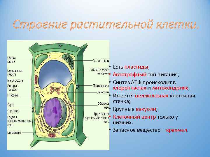 Строение растительной клетки. • Есть пластиды; • Автотрофный тип питания; • Синтез АТФ происходит