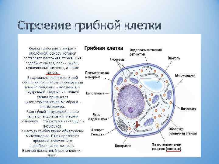 Строение грибной клетки 