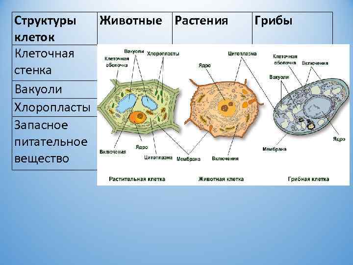 Строение функции клеток растений