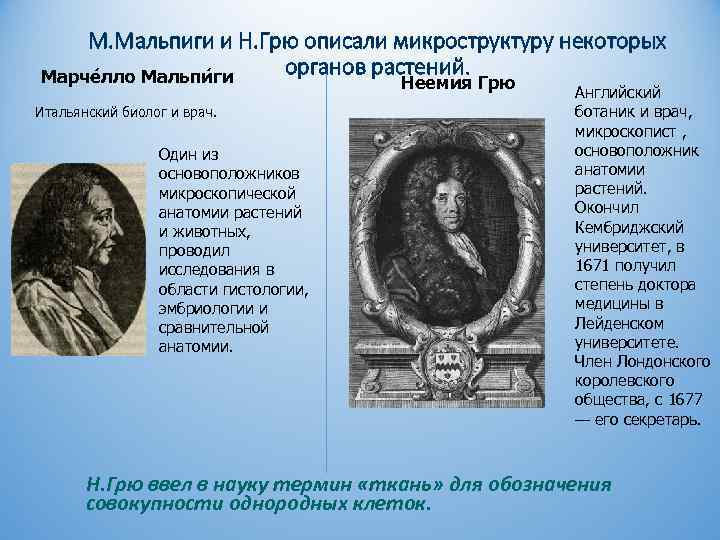 М. Мальпиги и Н. Грю описали микроструктуру некоторых органов растений. Марче лло Мальпи ги