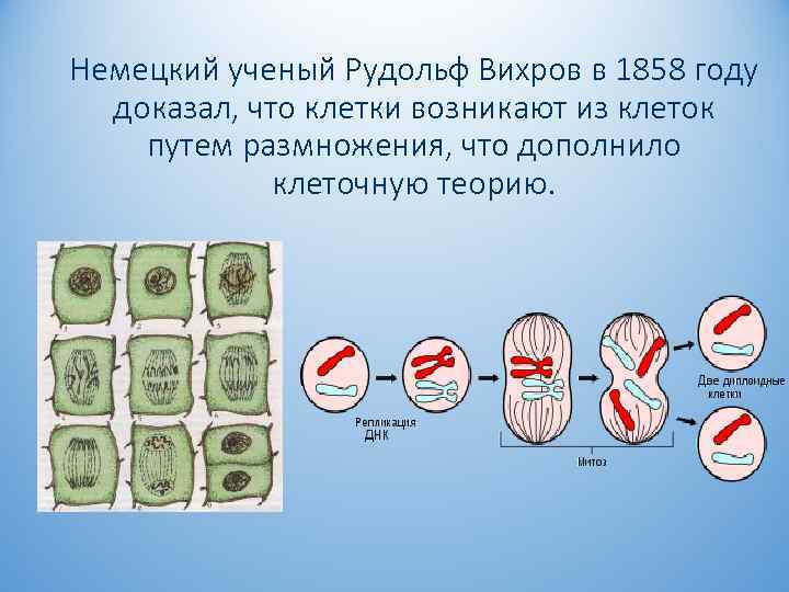 Немецкий ученый Рудольф Вихров в 1858 году доказал, что клетки возникают из клеток путем