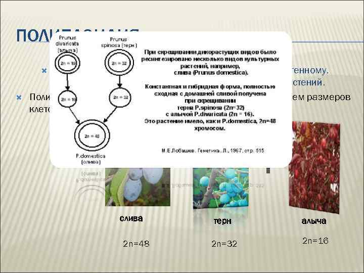 ПОЛИПЛОИДИЯ Полиплоидия – увеличение числа хромосом, кратное генному. Полиплоидия чаще наблюдается у простейших и