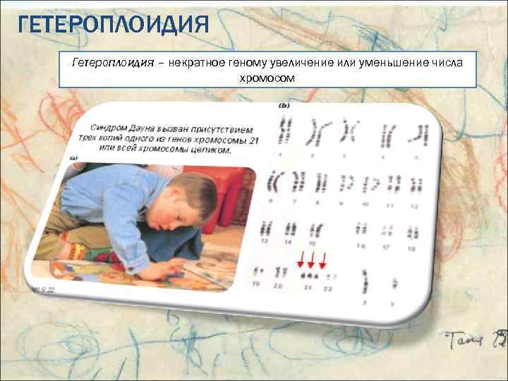 ГЕТЕРОПЛОИДИЯ Гетероплоидия – некратное геному увеличение или уменьшение числа хромосом 