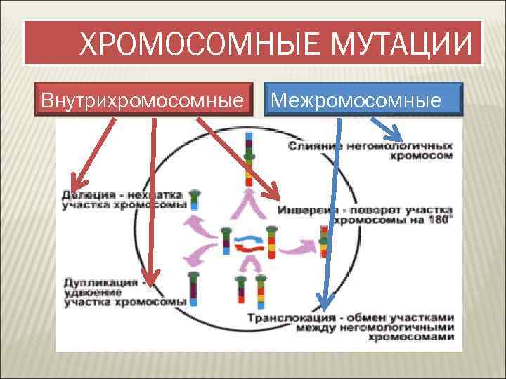 ХРОМОСОМНЫЕ МУТАЦИИ Внутрихромосомные Межромосомные 