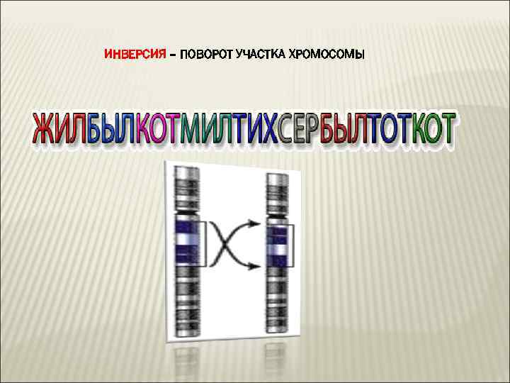 ИНВЕРСИЯ – ПОВОРОТ УЧАСТКА ХРОМОСОМЫ 