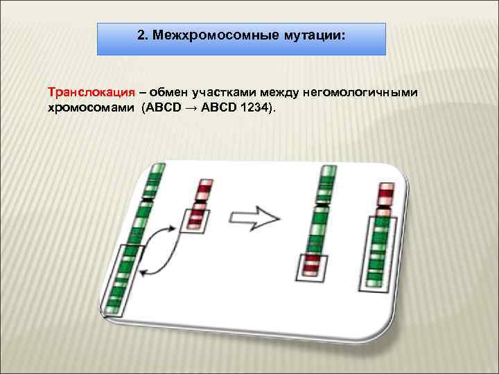2. Межхромосомные мутации: Транслокация – обмен участками между негомологичными хромосомами (АBСD → ABCD 1234).