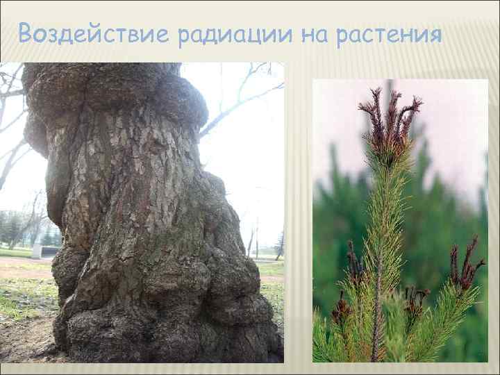 Воздействие радиации на растения 