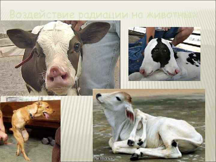 Воздействие радиации на животных 