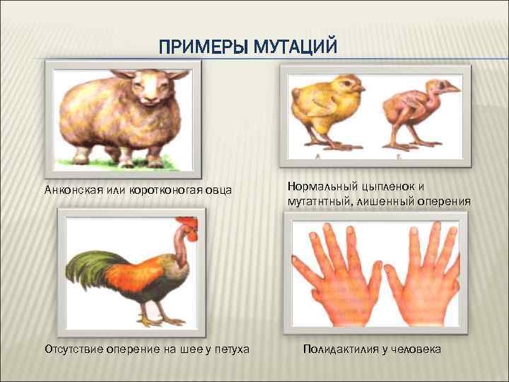 ПРИМЕРЫ МУТАЦИЙ Анконская или коротконогая овца Отсутствие оперение на шее у петуха Нормальный цыпленок