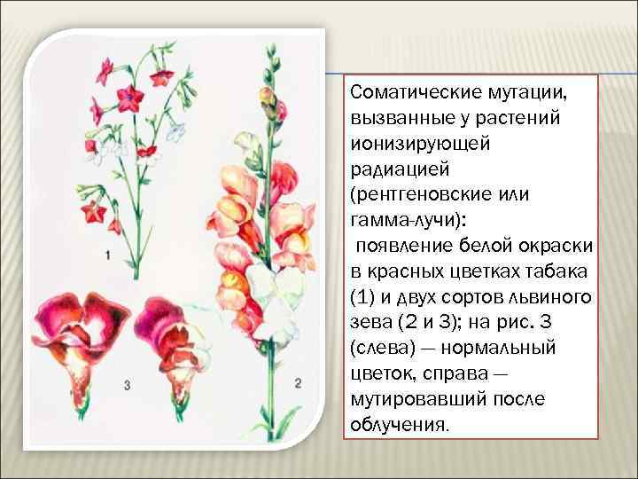 Соматические мутации, вызванные у растений ионизирующей радиацией (рентгеновские или гамма-лучи): появление белой окраски в