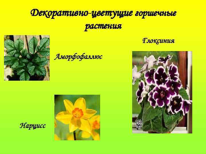 Декоративно-цветущие горшечные растения Глоксиния Аморфофаллюс Нарцисс 