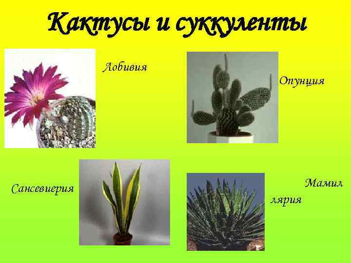 Кактусы и суккуленты Лобивия Сансевиерия Опунция Мамил лярия 