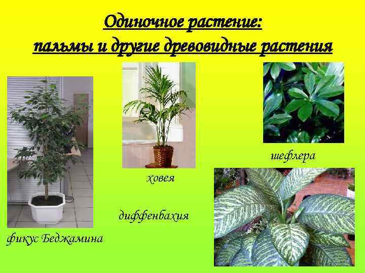 Одиночное растение: пальмы и другие древовидные растения шефлера ховея диффенбахия фикус Беджамина 