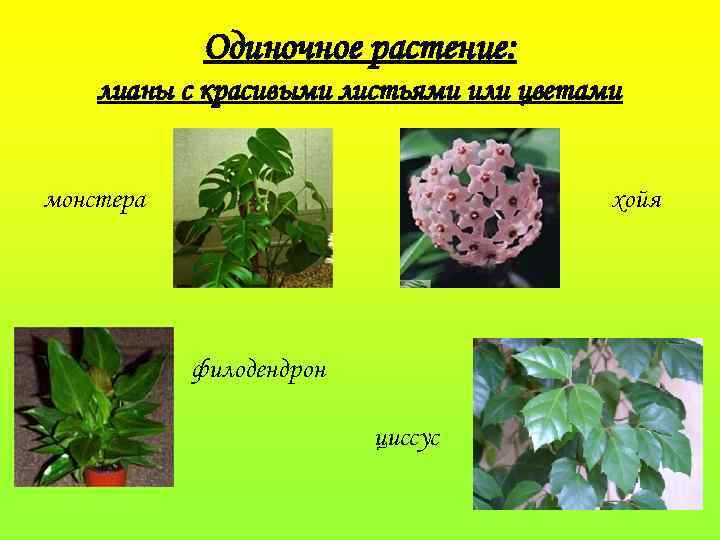 Одиночное растение: лианы с красивыми листьями или цветами монстера хойя филодендрон циссус 