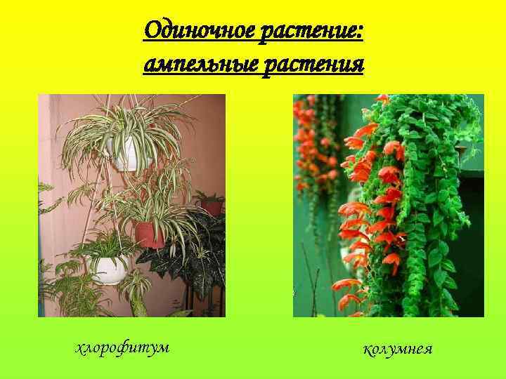 Одиночное растение: ампельные растения хлорофитум колумнея 