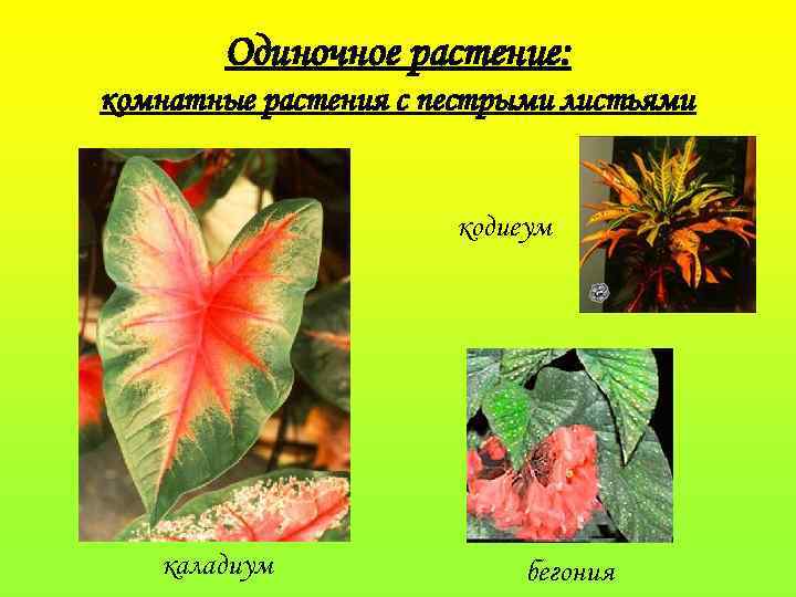 Одиночное растение: комнатные растения с пестрыми листьями кодиеум каладиум бегония 