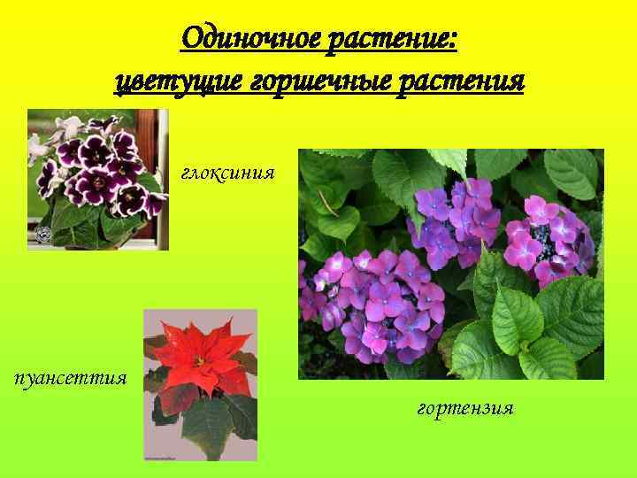 Одиночное растение: цветущие горшечные растения глоксиния пуансеттия гортензия 
