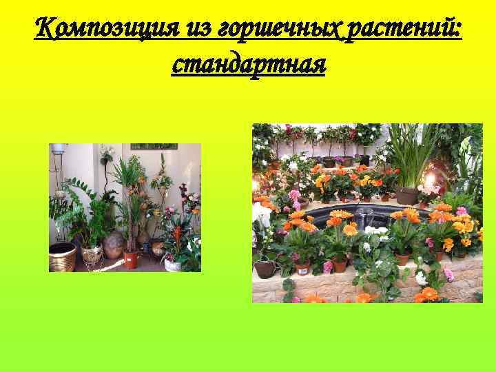 Композиция из горшечных растений: стандартная 