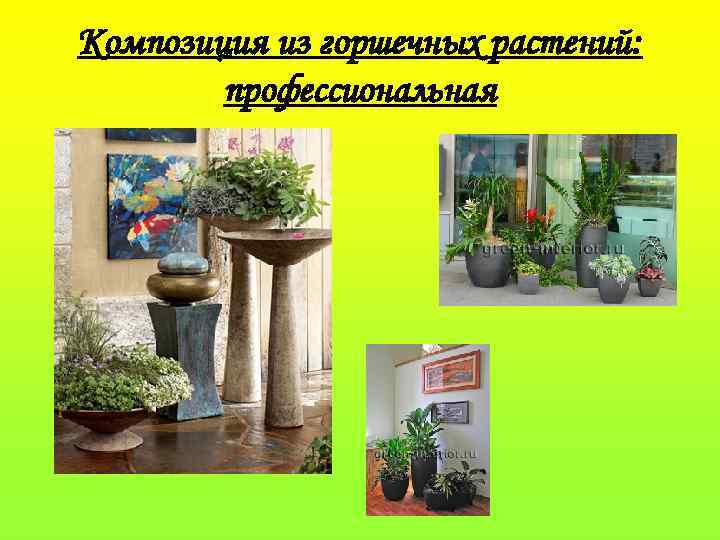 Композиция из горшечных растений: профессиональная 