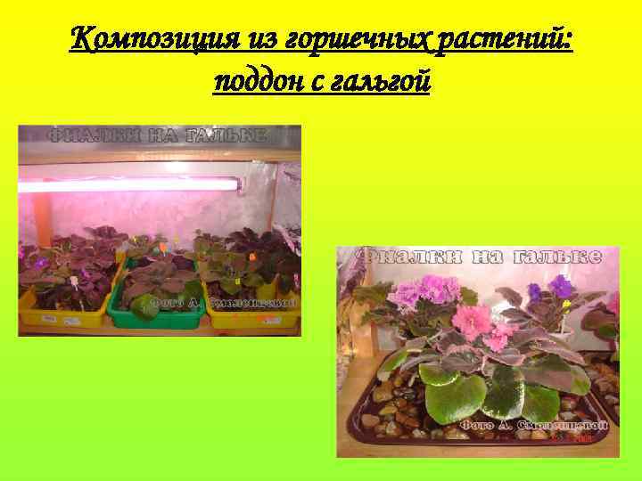 Композиция из горшечных растений: поддон с гальгой 