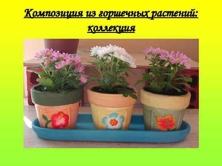 Композиция из горшечных растений: коллекция 