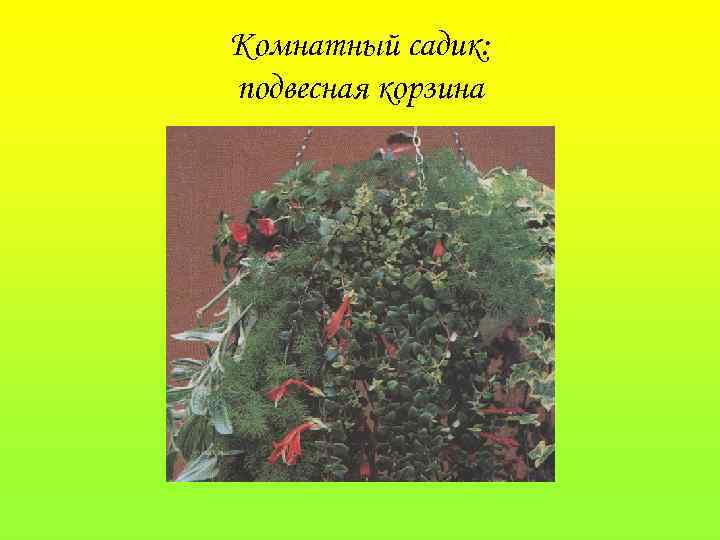 Комнатный садик: подвесная корзина 