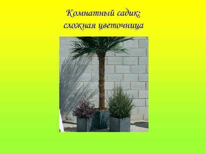 Комнатный садик: сложная цветочница 