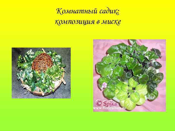 Комнатный садик: композиция в миске 