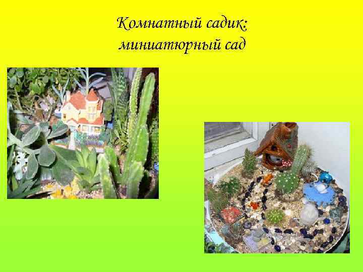 Комнатный садик: миниатюрный сад 