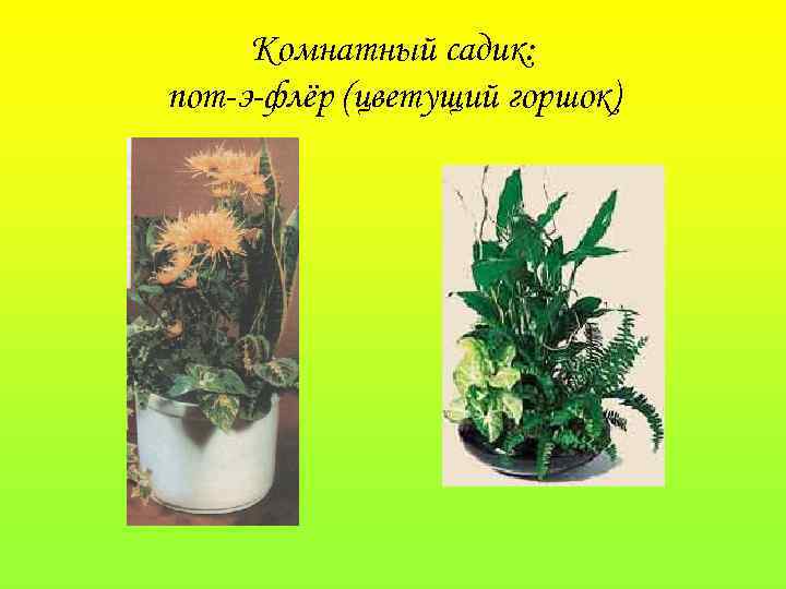 Комнатный садик: пот-э-флёр (цветущий горшок) 