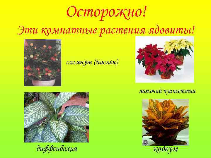 Осторожно! Эти комнатные растения ядовиты! солянум (паслен) молочай пуансеттия диффенбахия кодеум 